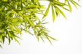 Growing Leaf Bamboo frame nature on white isolated texture backgroundclipping path. Green Energy and World for Water Day or Royalty Free Stock Photo