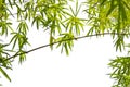 Growing Leaf Bamboo frame nature on white isolated texture backgroundclipping path. Green Energy and World for Water Day or Royalty Free Stock Photo