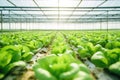 Growing leafy greens inside a controlled environment