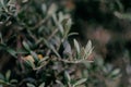 Growing leaves on the branches of the winter apple tree