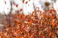 Growing leaves on a tree in the Moscow garden