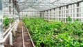 Growing lemons in indoor greenhouses. Lemon trees in containers in a citrus plant nursery. Lemons plants in a heated hothouse with