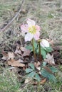 Growing lenten rose plant - Hellebores flowers