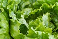 Growing lettuce head leaves up close