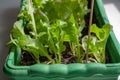 Growing lettuce at home in a box for seedlings. Royalty Free Stock Photo