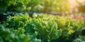Growing Lettuce Hydroponically in a Greenhouse. Concept Hydroponic Systems, Lettuce Varieties,