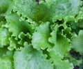 Growing the lettuce Lactuca sativa Royalty Free Stock Photo