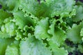 Growing the lettuce Lactuca sativa Royalty Free Stock Photo