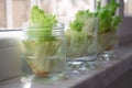 Growing lettuce in water from scraps Royalty Free Stock Photo