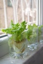 Growing lettuce in water from scraps Royalty Free Stock Photo