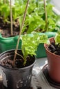 Growing lettuce on the windowsill at home. Royalty Free Stock Photo