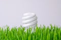 Growing Light Bulb - Environmental Concept