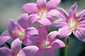 Growing lily pink flowers in macro for Background Royalty Free Stock Photo