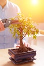 Growing little bonsai tree