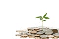 Growing Little Tree Out Of Coins Royalty Free Stock Photo