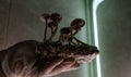 Growing magic mushrooms at home, legalizing psilocybin mushrooms in the world
