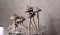 Growing magic mushrooms at home, legalizing psilocybin mushrooms in the world