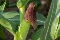Growing maize corncob