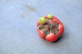 Growing malformed tomatoes on the ground Royalty Free Stock Photo