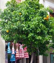 Growing mandarin orange tree in front of a building with girl children\'s dresses