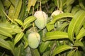 Growing mangoes fruit in a farm. The king of all the fruits is very delicious and seasonal as well