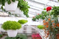 Growing many flowers in greenhouse for sale