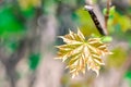 A growing maple leaf at the beginning of spring