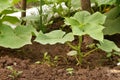 Growing marrow squash Royalty Free Stock Photo