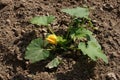 Growing Marrow Squash Royalty Free Stock Photo