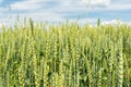 Growing and maturing wheat field. View on fresh ears of young green yellow wheat close-up on a blue sky with clouds background Royalty Free Stock Photo