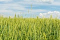 Growing and maturing wheat field. View on fresh ears of young green yellow wheat close-up on a blue sky with clouds background Royalty Free Stock Photo