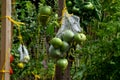Growing melons cannot do without a support net, which carries the weight of the fruits hanging on a string from the supporting str Royalty Free Stock Photo