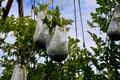 Growing melons cannot do without a support net, which carries the weight of the fruits hanging on a string from the supporting str Royalty Free Stock Photo