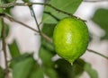 Growing Meyer Lemon - Citrus meyeri - rutaceae, Montreal Botanical Garden Glasshouse, Canada Royalty Free Stock Photo