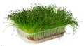 Growing micro green of onion in a tray isolated on white