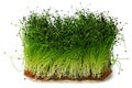 Growing micro green of onion in a tray isolated on white