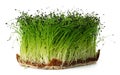 Growing micro green of onion in a tray isolated on white