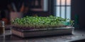 Growing micro green sprouts in container