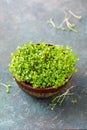 Growing micro-greens in a bowl