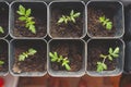 Growing micro greens and seedlings in plastic cans on the window of the house. Cultivation of plants in the apartment. Fresh herbs