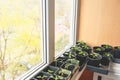 Growing micro greens and seedlings in plastic cans on the window of the house. Cultivation of plants in the apartment. Fresh herbs