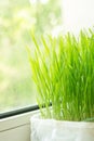 Growing of microgreen on the windowsill. Food trend. Healthy eating Royalty Free Stock Photo