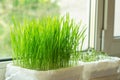 Growing of microgreen on the windowsill. Food trend. Healthy eating Royalty Free Stock Photo