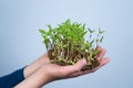 Rotate microgreens for food. Keep mung bean in children& x27;s hands. Green plant for salad. Uraban gardening and a useful Royalty Free Stock Photo