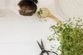 Growing microgreens at home.  Cute cat smelling fresh flax sprouts on ceramic spoon on white wood Royalty Free Stock Photo