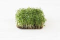 Growing microgreens at home. Fresh arugula sprouts on linen mat on white wood, copy space. Sprouter Royalty Free Stock Photo