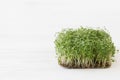 Growing microgreens at home. Fresh arugula sprouts on linen mat on white wood, copy space. Sprouter Royalty Free Stock Photo