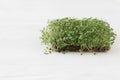 Growing microgreens at home. Fresh basil sprouts on linen mat on white wood, copy space. Sprouter Royalty Free Stock Photo