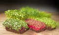 Growing microgreens. Home mini garden. Young shoots of arugula, sunflower, onion, cabbage, amaranth and peas Royalty Free Stock Photo