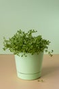 Growing microgreens at home on a windowsill. Selective focus. Home garden concept. Spring